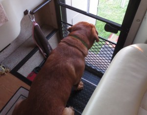Ryder checks out the competition at the KOA.