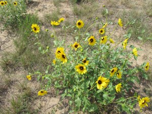 Sunflowers grew wild all along the road.