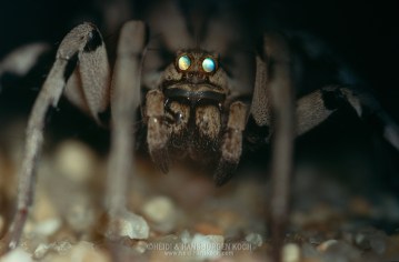 Long-legged sitting tarantula