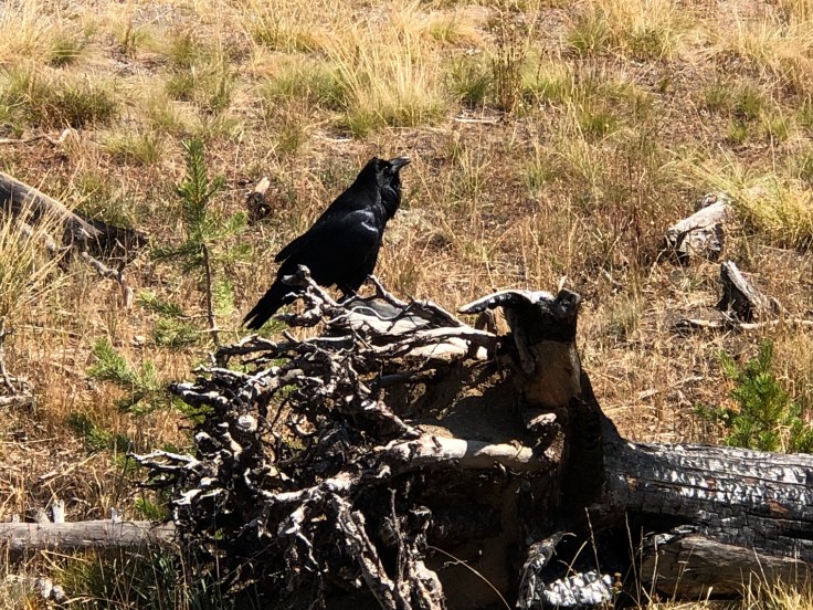 2KrSdOwER7avTSmJqefMfg