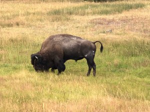 OdlmFM7PQOCGbe8nWEu1Og